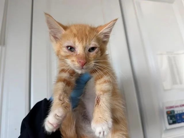 A baby small-sized male Domestic Short Hair cat named Leonard for adoption in San Bernardino, CA
