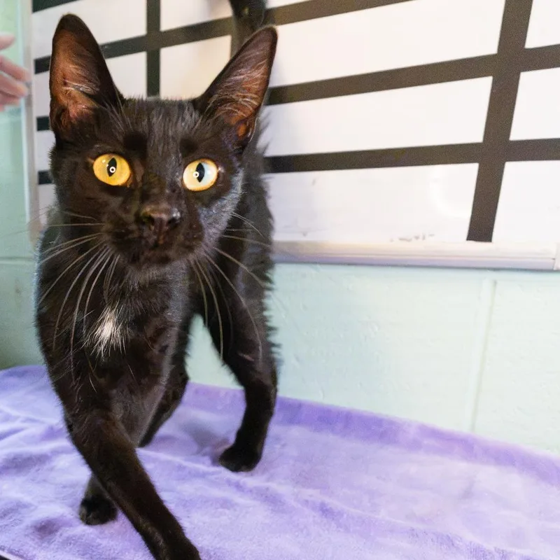 A young medium-sized female Black Domestic Short Hair cat named Boco for adoption in South Elgin, IL