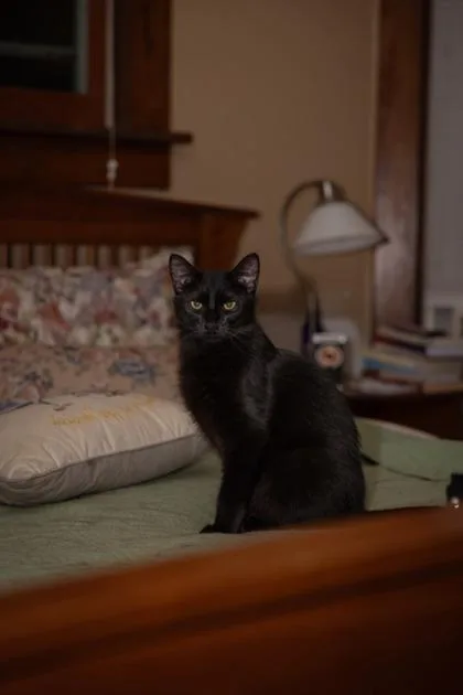 A young large-sized male Domestic Short Hair cat named Ash for adoption in Verona, WI