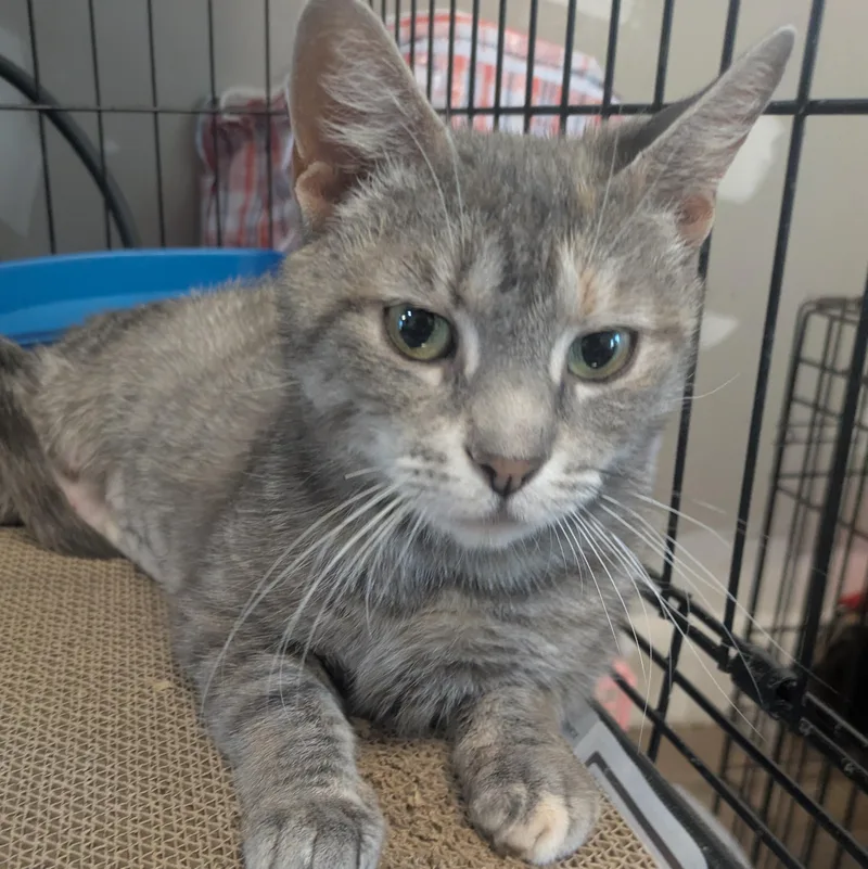 A young medium-sized female Gray / Blue / Silver American Shorthair cat named Reverie for adoption in Montclair, NJ