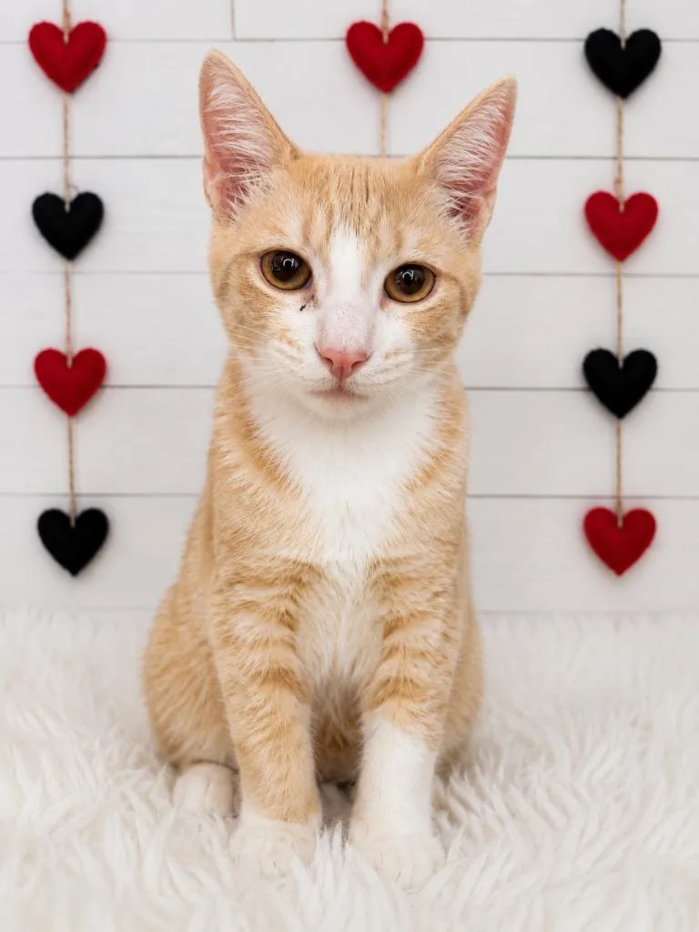 A baby small-sized female Domestic Short Hair cat named Mystic Force for adoption in Corpus Christi, TX