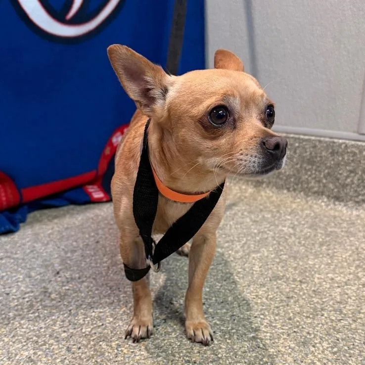 An adult small-sized male Yellow / Tan / Blond / Fawn Chihuahua dog named Nacho for adoption in Chino Hills, CA