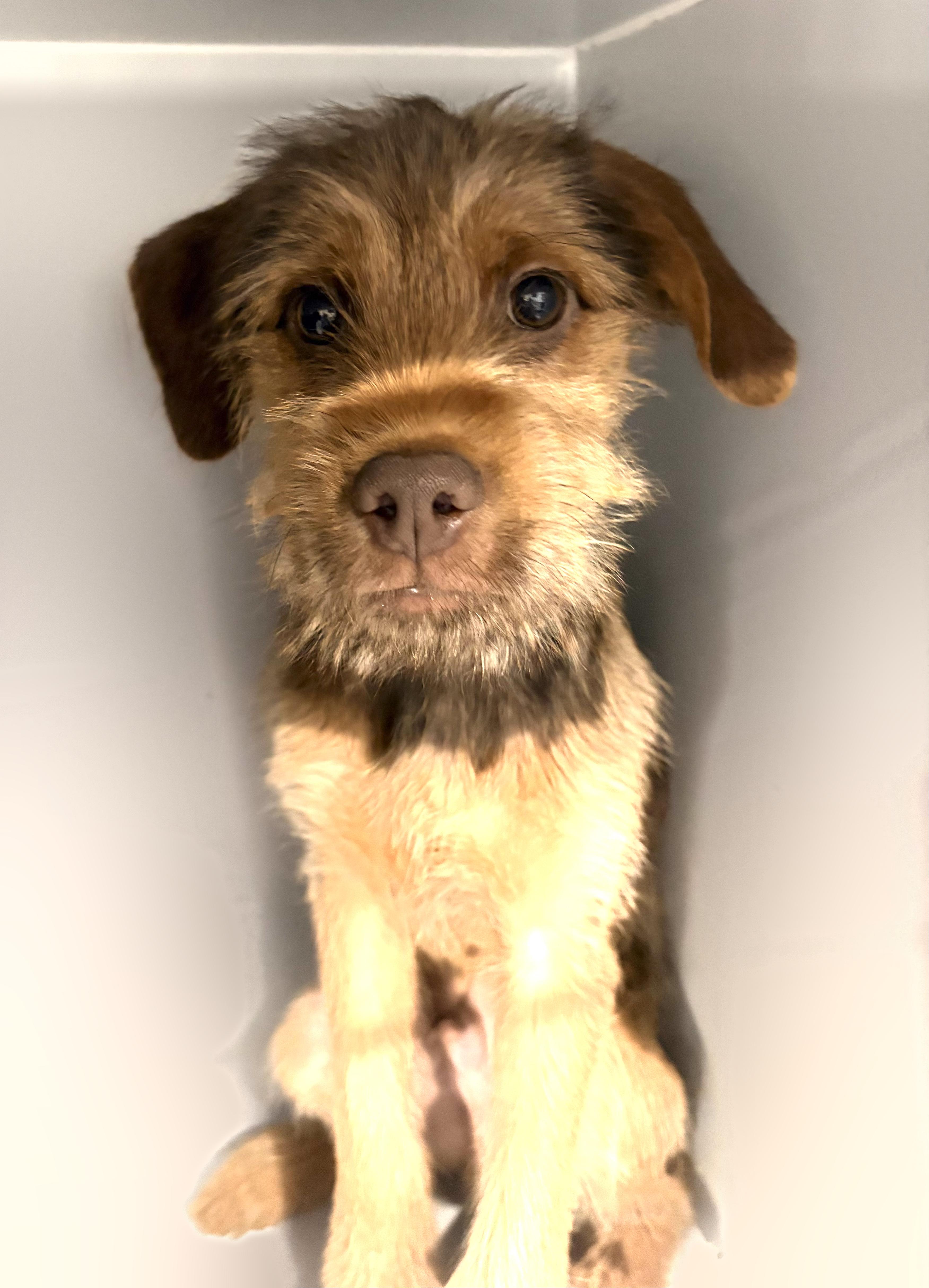 A baby small-sized male Brown / Chocolate Yorkshire Terrier dog named Milo for adoption in CORPUS CHRISTI, TX