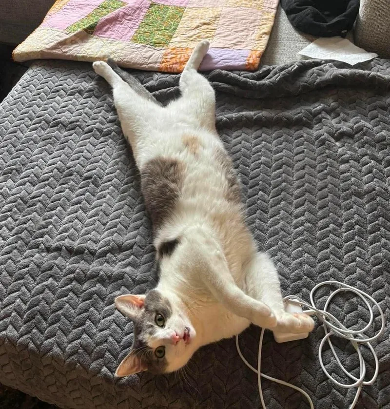 A young large-sized male Gray & White Domestic Short Hair cat named Sausage Link for adoption in Chicago, IL