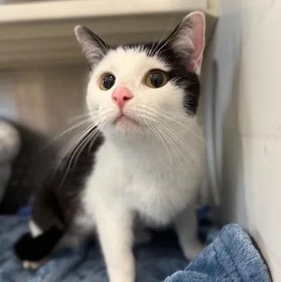 A young medium-sized female Black & White / Tuxedo Domestic Short Hair cat named Swayze for adoption in Sweetwater, TN