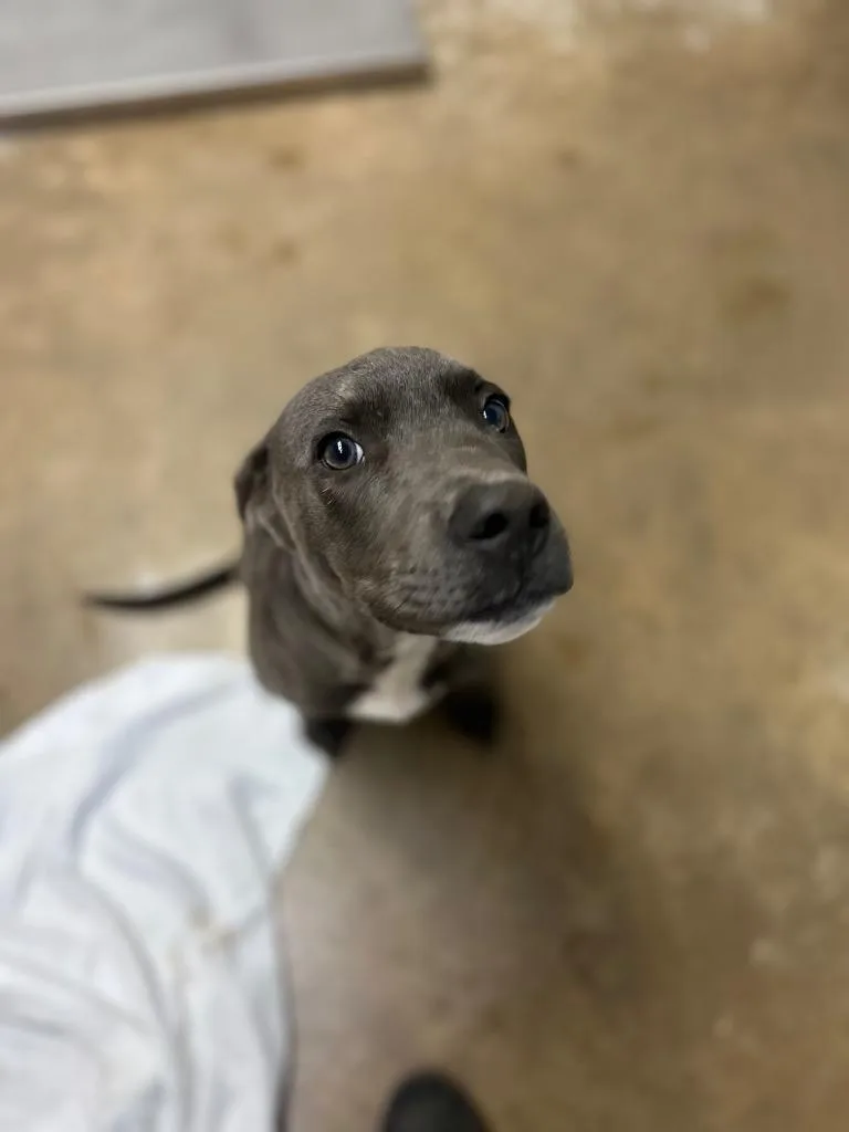 A baby medium-sized male Pit Bull Terrier dog named Potsie for adoption in Lockhart, TX