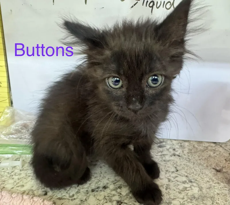 A baby large-sized female Black Maine Coon cat named Buttons for adoption in Sonora, CA