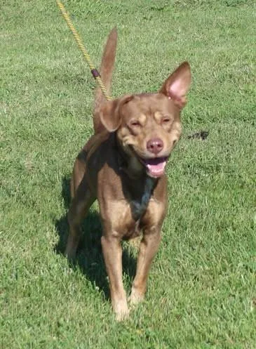 An adult medium-sized male Brown / Chocolate Australian Kelpie dog named Roman for adoption in Heath, OH