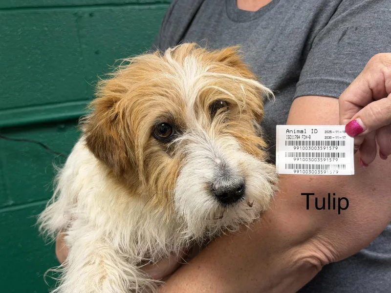 Tulip
