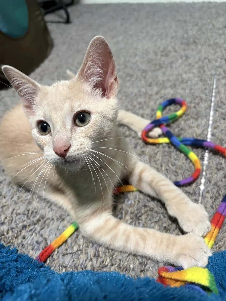 A baby small-sized male Domestic Short Hair cat named Butterbean for adoption in Mishawaka, IN