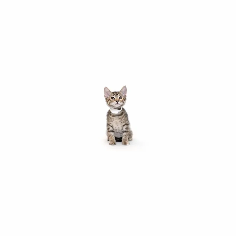 A baby small-sized female Brown / Chocolate Domestic Short Hair cat named Halo for adoption in Playa Vista, CA