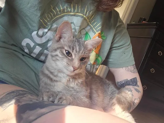 A baby small-sized female American Shorthair cat named Luna for adoption in Fayetteville, AR