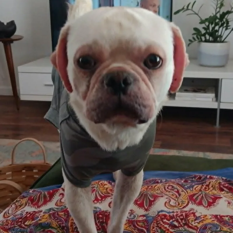 Peabody thumbnail 2