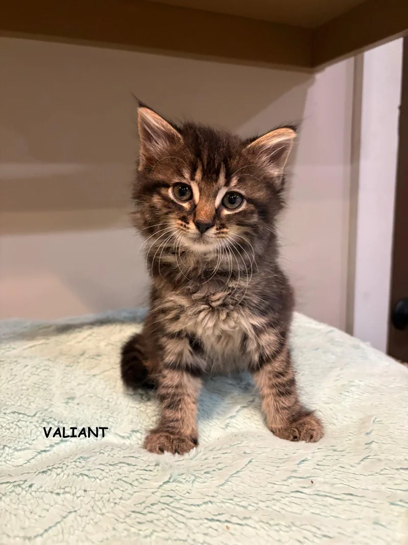 Valient