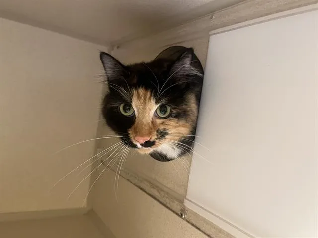 An adult small-sized female Domestic Medium Hair cat named Koi for adoption in Denver, CO