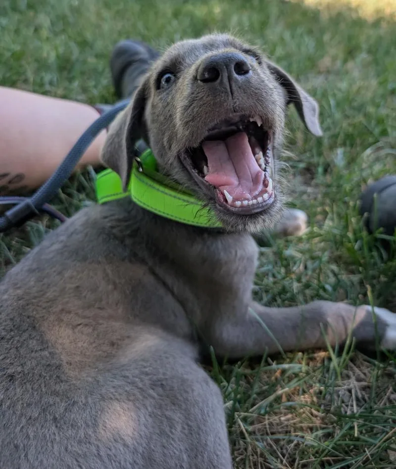 A baby medium-sized male Terrier dog named Blackberry Mojito for adoption in Fort Lupton, CO