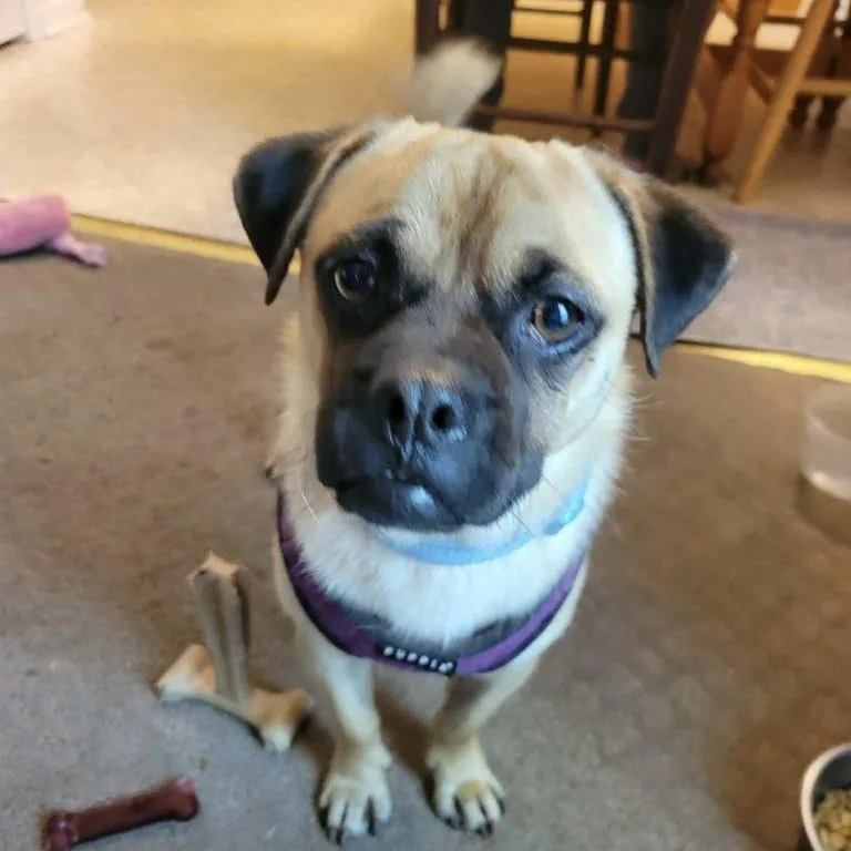 An adult medium-sized male Pug dog named Gus for adoption in Hillsborough , NC
