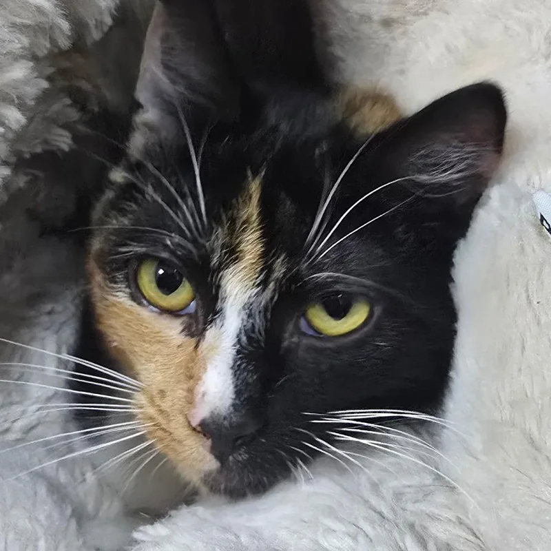 A young medium-sized female Calico Domestic Short Hair cat named Callie for adoption in Marble, NC