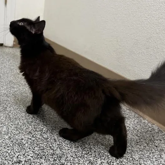 An adult medium-sized female Black Domestic Medium Hair cat named Inez for adoption in Jackson, CA
