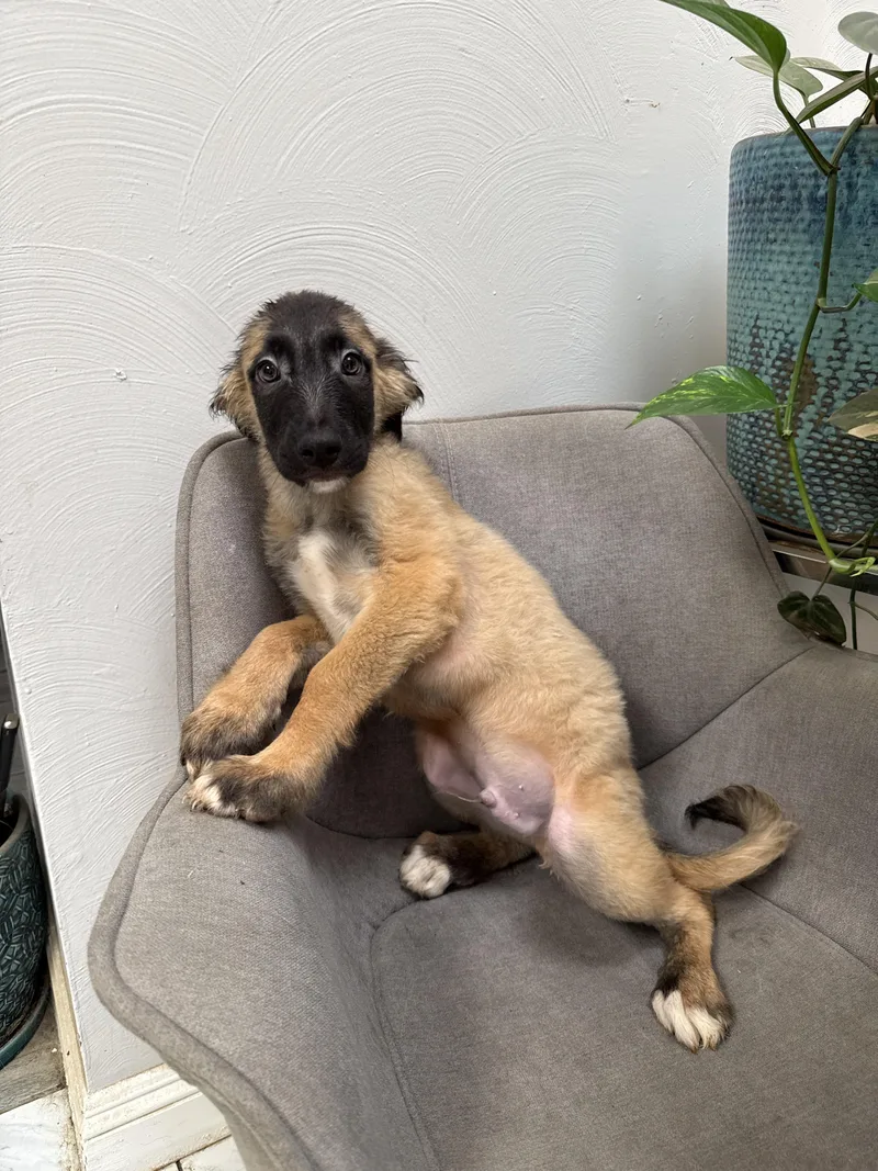 Poo Bear thumbnail 2