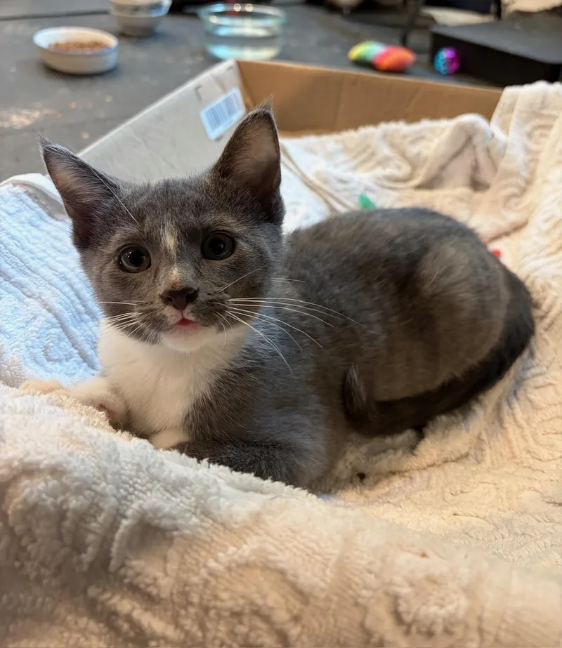 A baby medium-sized female Gray & White Domestic Short Hair cat named Mc for adoption in Woodinville, WA