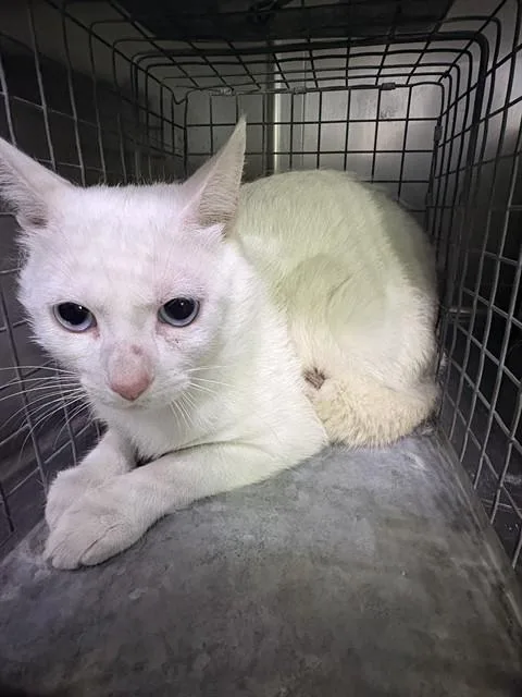 A young medium-sized male Domestic Short Hair cat named A for adoption in Baldwin Park, CA