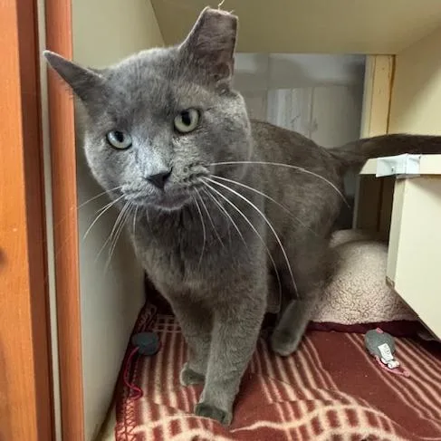 A senior large-sized male Gray / Blue / Silver Domestic Short Hair cat named George Foreman for adoption in South Elgin, IL
