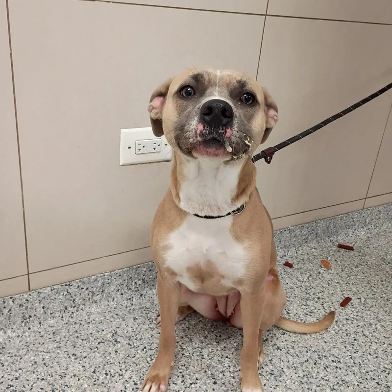 An adult medium-sized female Brown / Chocolate Pit Bull Terrier dog named Nyla for adoption in Chicago, IL