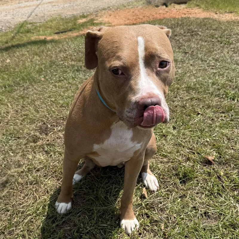 An adult medium-sized female Yellow / Tan / Blond / Fawn Pit Bull Terrier dog named Kira for adoption in Columbia, SC