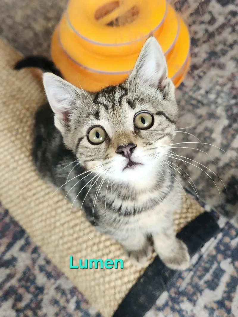 Lumen thumbnail 3