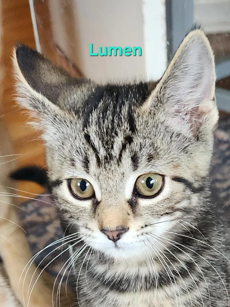 Lumen thumbnail 5