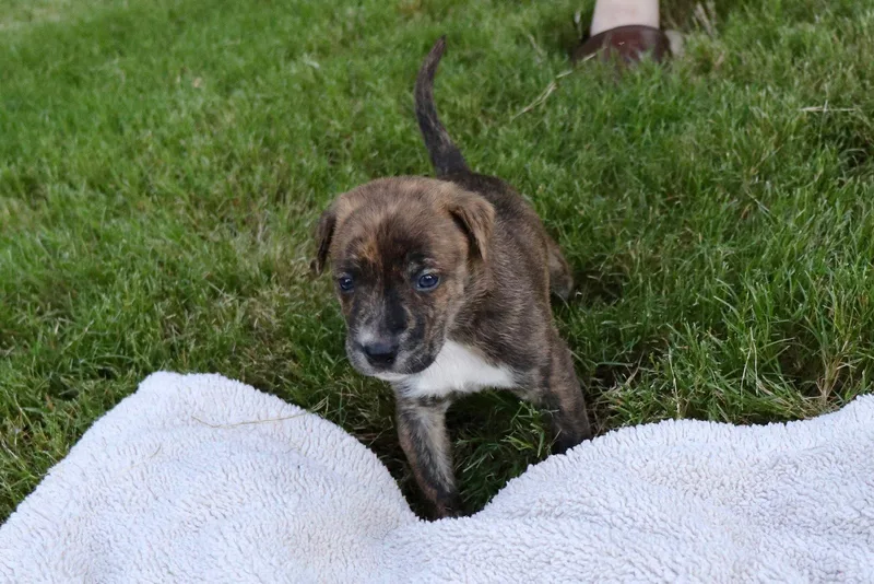 A baby medium-sized male American Staffordshire Terrier dog named Zeus Tiny God for adoption in Atlanta, GA