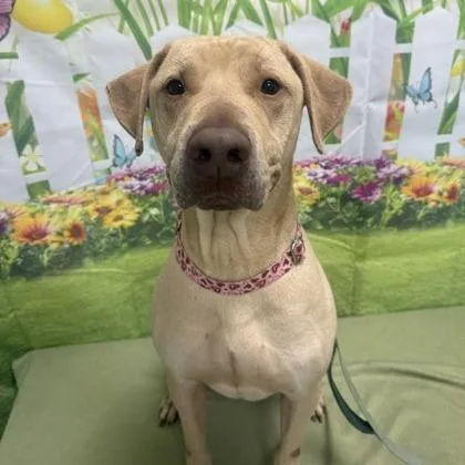 An adult large-sized male Yellow / Tan / Blond / Fawn Mixed Breed dog named Kirby for adoption in Mentor, OH