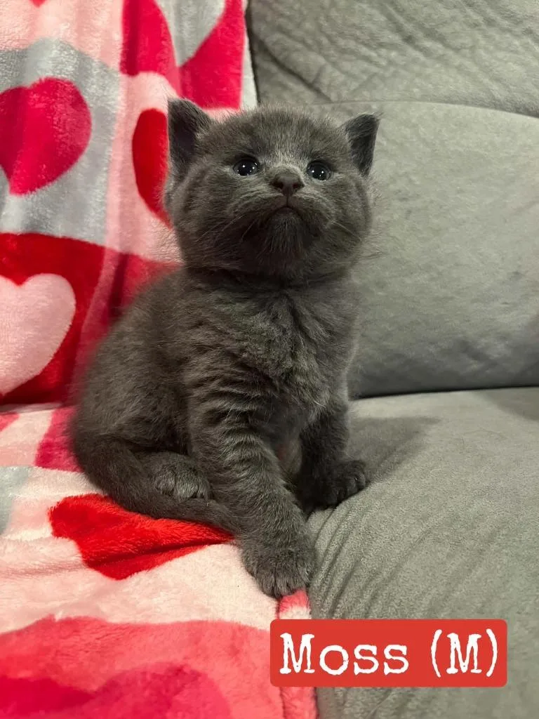 A baby medium-sized male Domestic Short Hair cat named Moss for adoption in Hamilton, OH
