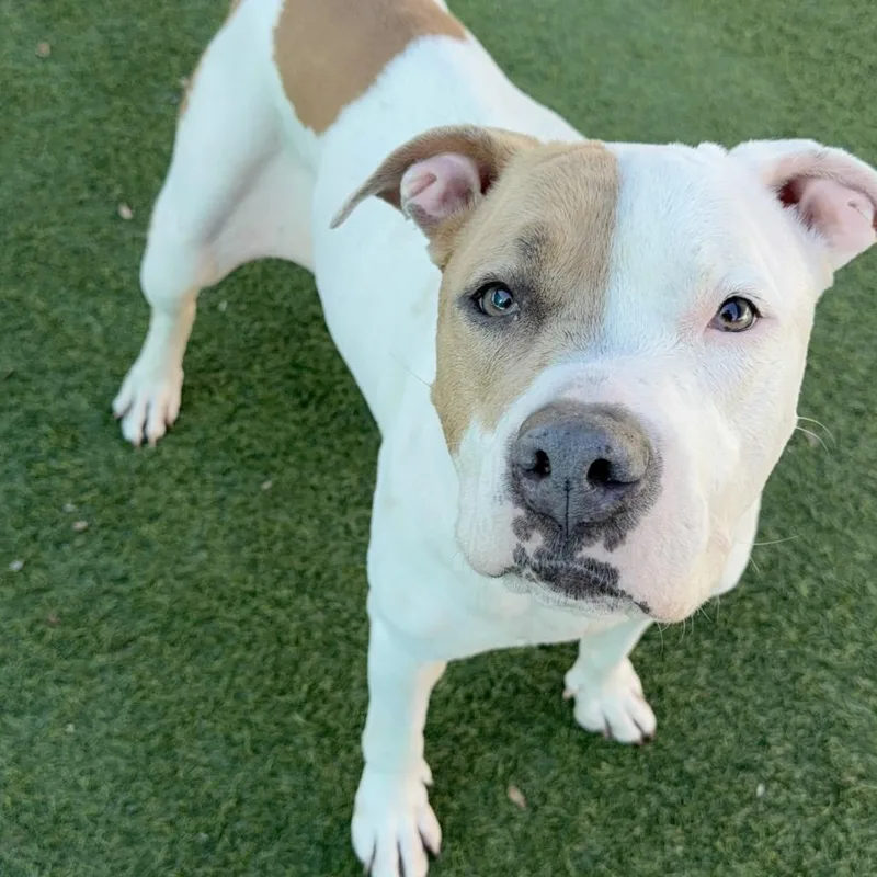 A senior large-sized female Pit Bull Terrier dog named Brenda A for adoption in Mission Hills, CA