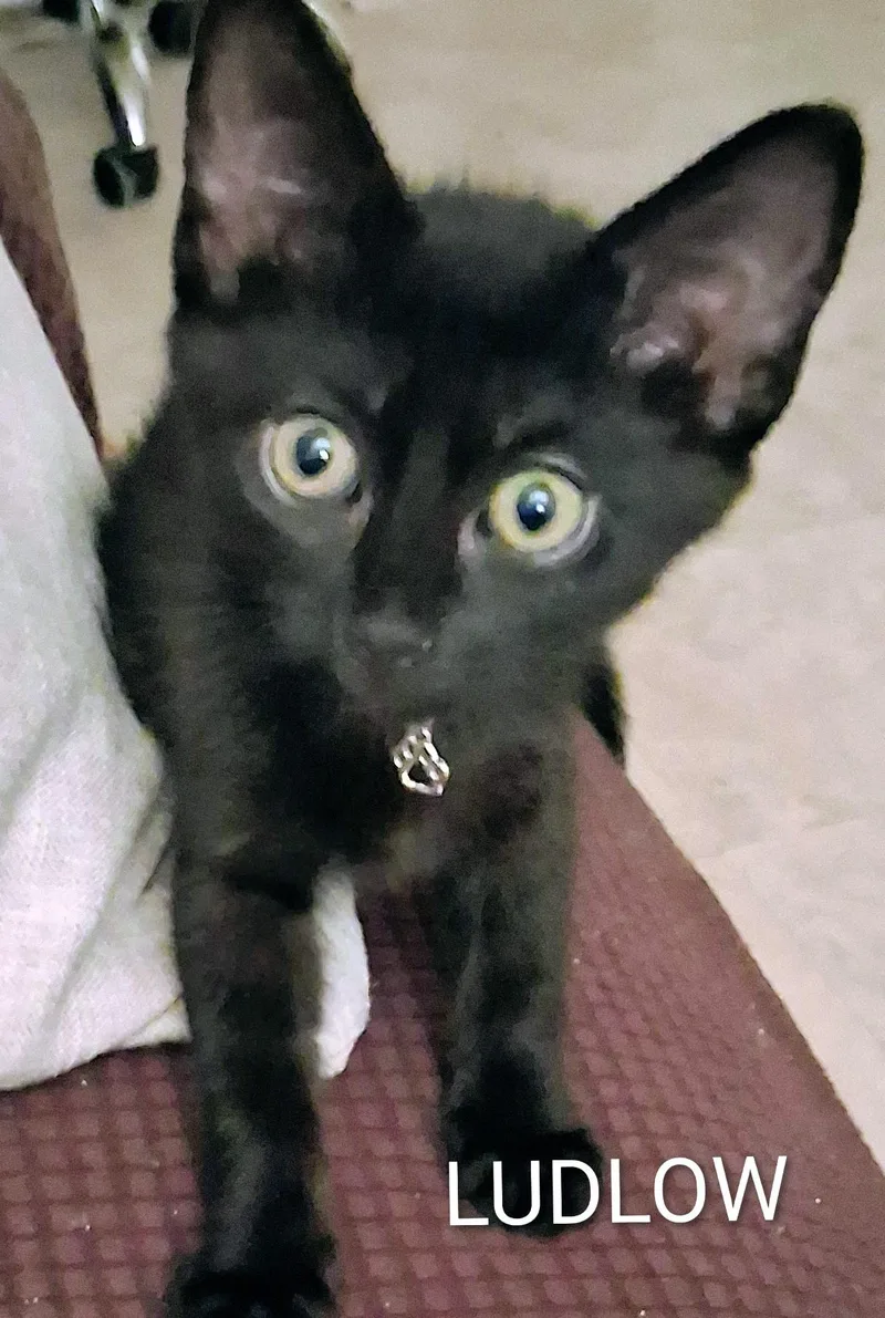 A baby medium-sized male Black Domestic Short Hair cat named Ludlow for adoption in Hawthorne, CA