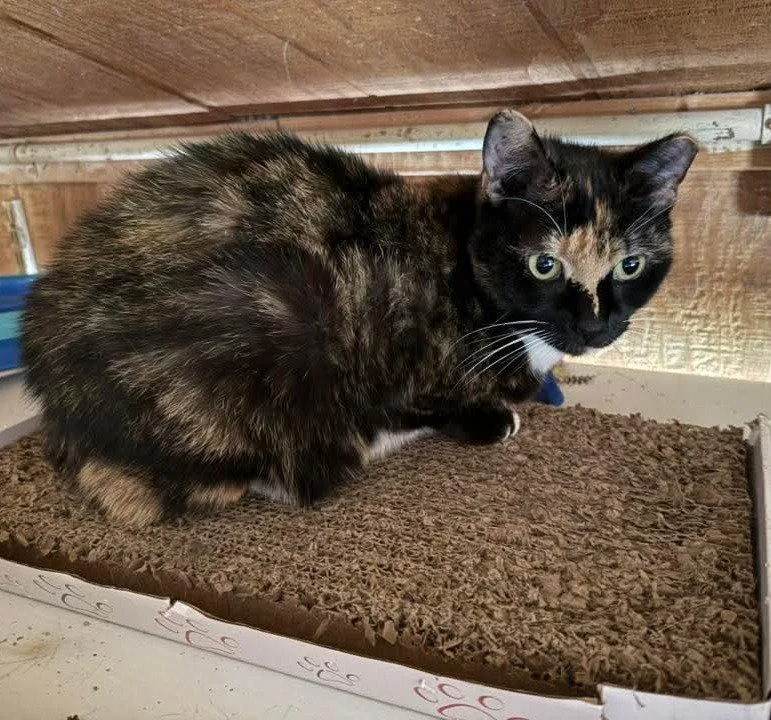A young medium-sized female Domestic Short Hair cat named Trinity for adoption in Coatesville, PA