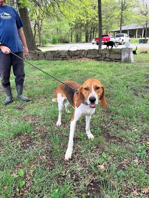 A young large-sized male Treeing Walker Coonhound dog named Buster for adoption in TULSA, OK
