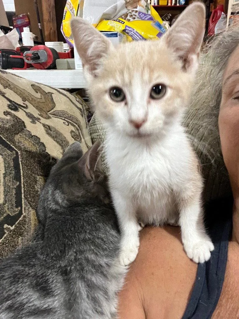 A baby medium-sized male Domestic Short Hair cat named Logan for adoption in Cromwell, KY