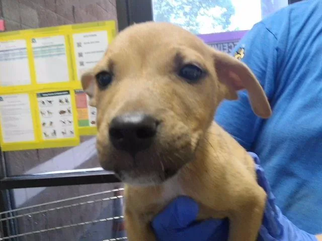 A baby small-sized male Pit Bull Terrier dog named Copper for adoption in Tulsa, OK