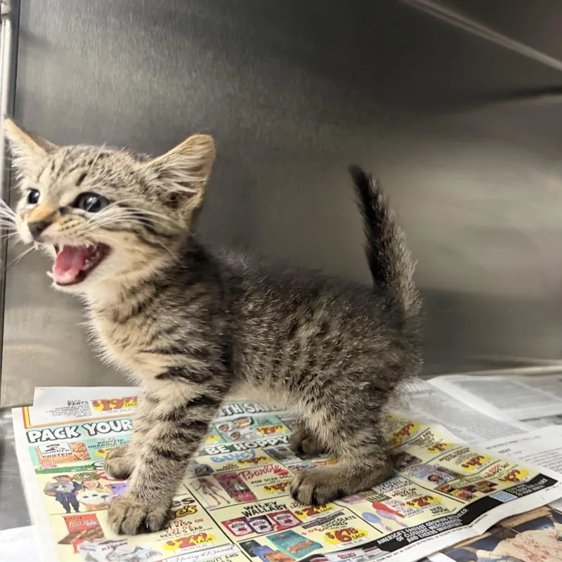 A baby small-sized female Brown / Chocolate Domestic Short Hair cat named Esme for adoption in Auburn, AL