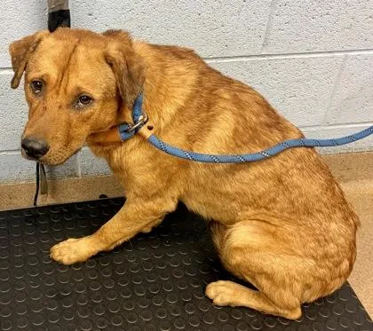 An adult large-sized male Mixed Breed dog named Hugo for adoption in Chamblee, GA