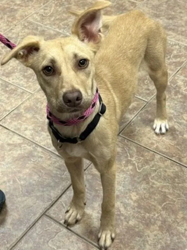 A young medium-sized female Shepherd dog named Reba for adoption in Littleton, CO
