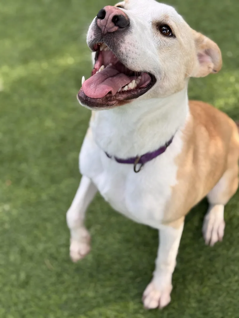 An adult large-sized female Apricot / Beige Labrador Retriever dog named Layla for adoption in Sierra Madre, CA