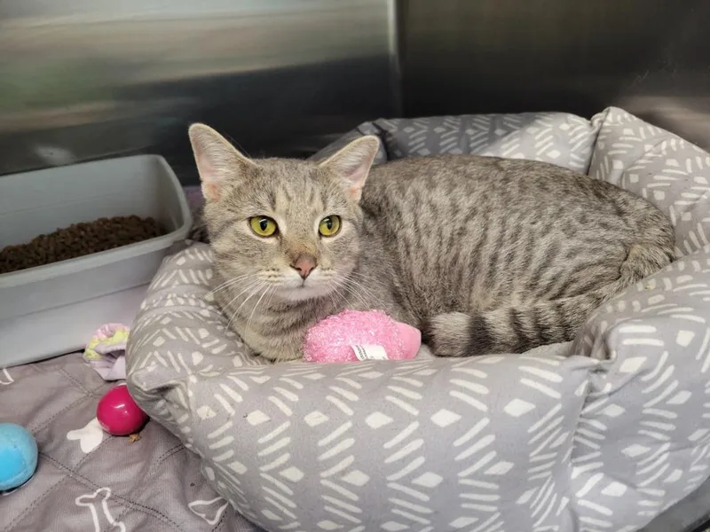 An adult medium-sized male Domestic Short Hair cat named Wilbur for adoption in Camden, TN