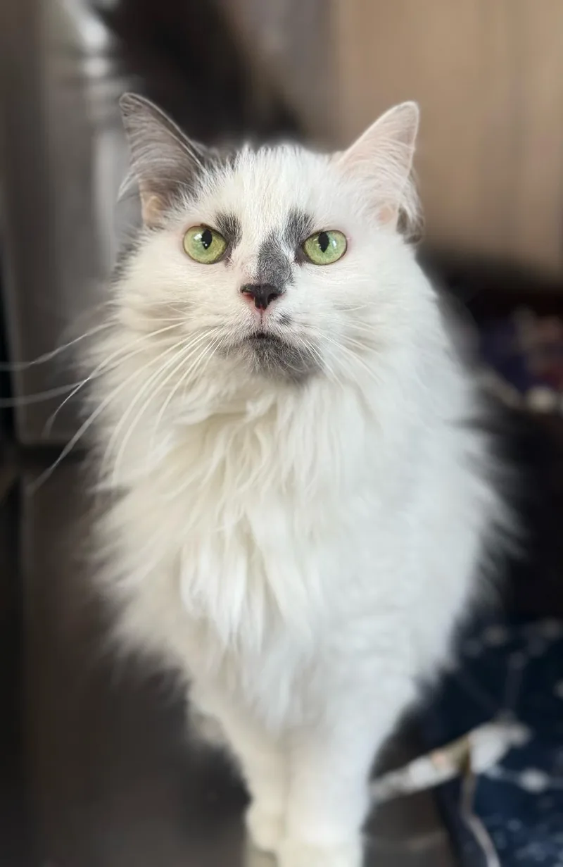 An adult medium-sized female Gray & White Domestic Long Hair cat named Pixie for adoption in Greensburg, PA
