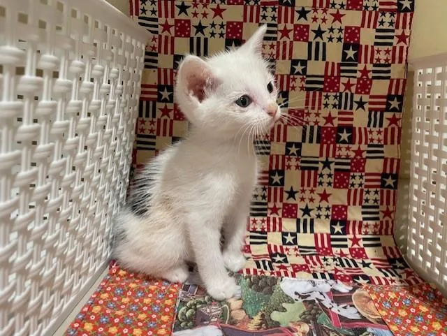 A young small-sized male Domestic Short Hair cat named Leaf for adoption in Riverside, CA