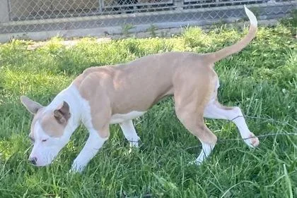 A young medium-sized female White / Cream Pit Bull Terrier dog named Pibbie for adoption in Glasgow, KY