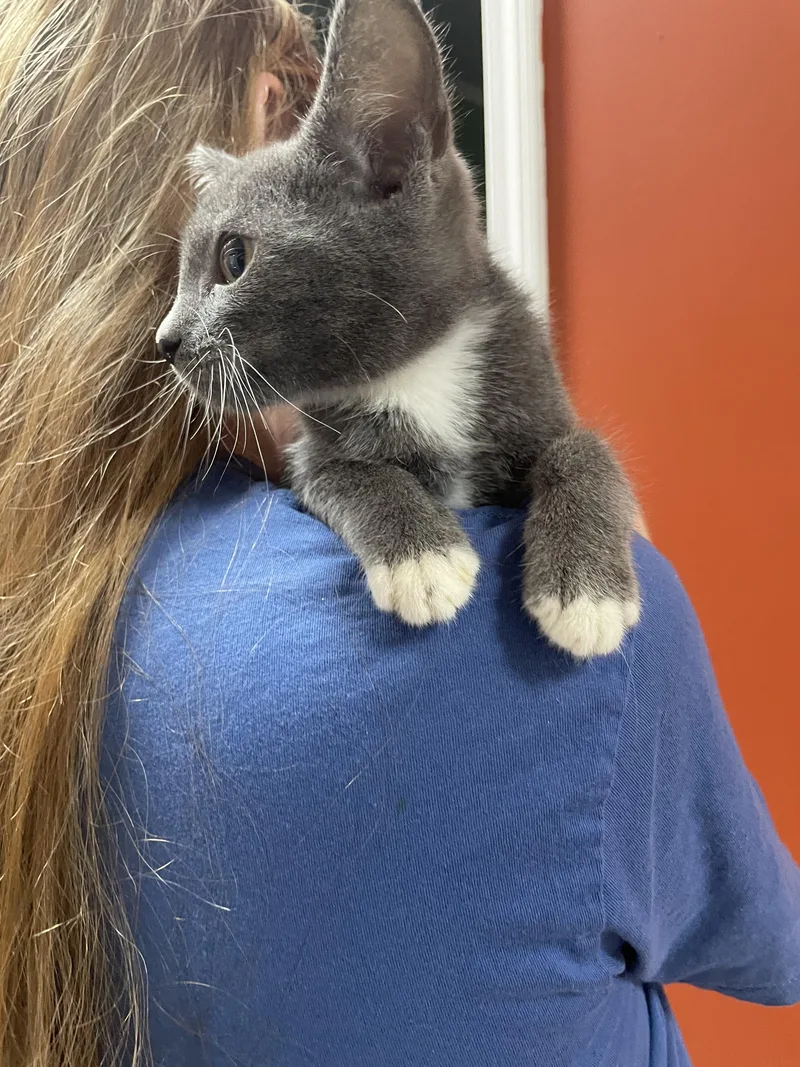 A baby medium-sized male Gray & White Domestic Short Hair cat named Breaux for adoption in McKenzie, TN