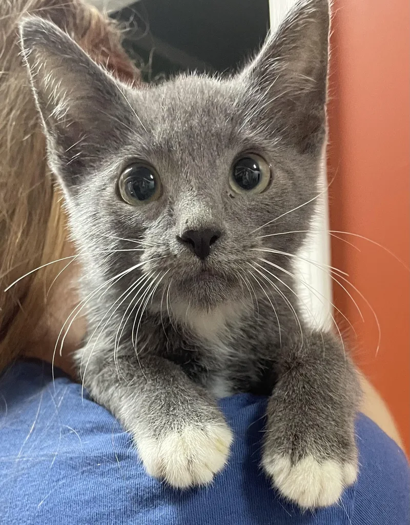 Breaux thumbnail 4